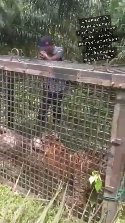 seekor harimau Sumatra yang memakan ternak lembu warga besitang Langkat sudah di amankan