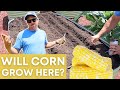 Can You Grow Corn in Raised Beds?
