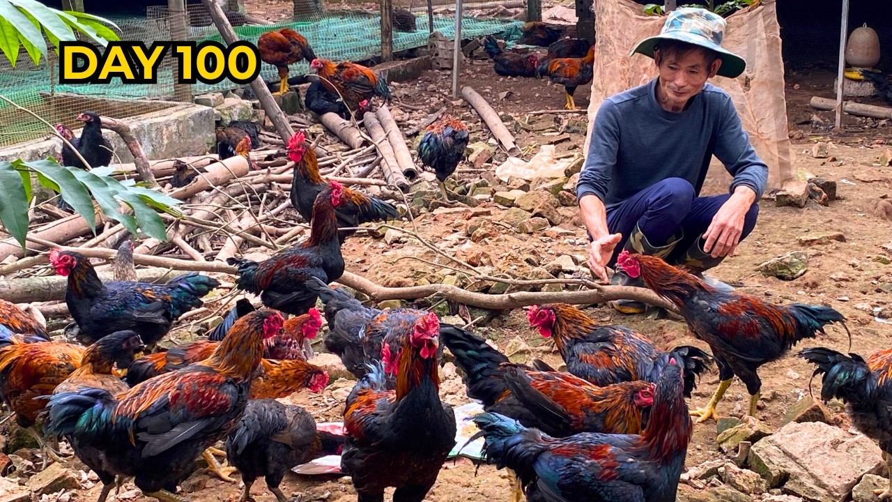 DAY 100: FERMENTED BANANA FEED FOR HEALTHY CHICKENS | DAD VINH'S FARM