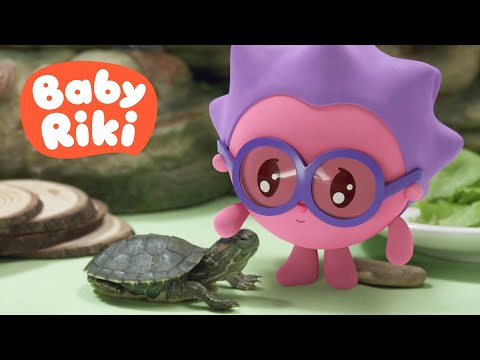 BabyRiki RO - Țestoasa lui Ariciu 🐢 Învățăm animalele de companie | Desene animate's Avatar