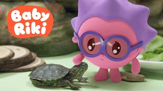 BabyRiki RO  Țestoasa lui Ariciu  Învățăm animalele de companie | Desene animate