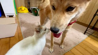 子猫に最後の別れ⁉を告げる保護子犬ソラくん