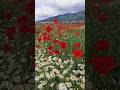 Bulgarian nature 🌼🤘👀🌺🏵😃 #bulgaria #nature #poppy #болгария #българия