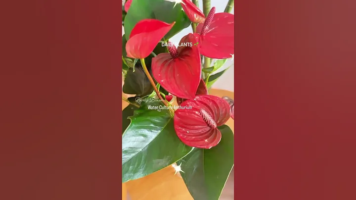 Anthurium Beauty In Water Culture ♥️ #indoorplants #anthurium #plantlife #indoorplantsdecor #plant