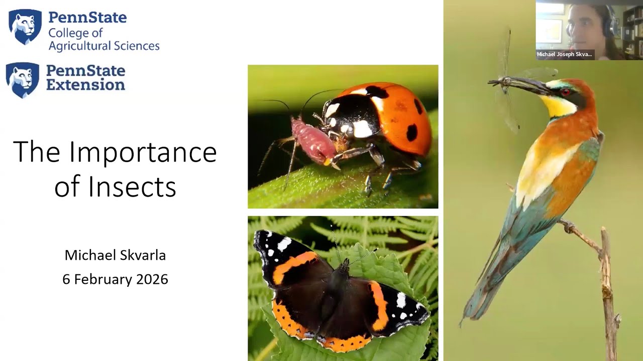 Ценность насекомых | Подкармливание полезных насекомых: срезанные стебли 06.02.2026