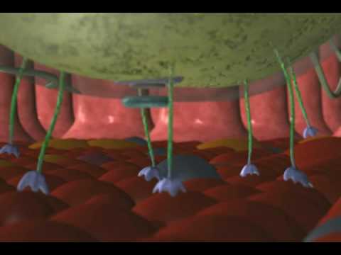 Salmonella Entering the Intestinal Tract