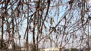 Another Plane Taking Off