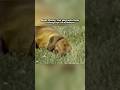 Rusty the Narcoleptic Dog