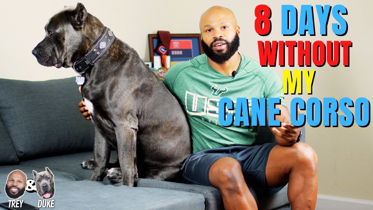 Without Rapper Cane 8 Days Without My Cane Corso - YouTube