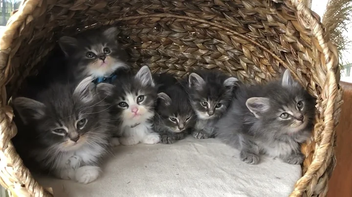 Watch the video about Ergaki Cattery - 6 blue Siberian kittens resting