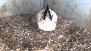 Week old light Sussex bantam chicks