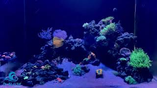 Reef Tank Zero Wavemakers Needed D-Flow Random Flow Nozzle
