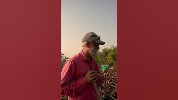 Bitter Truth Behind Export Quality Mangoes