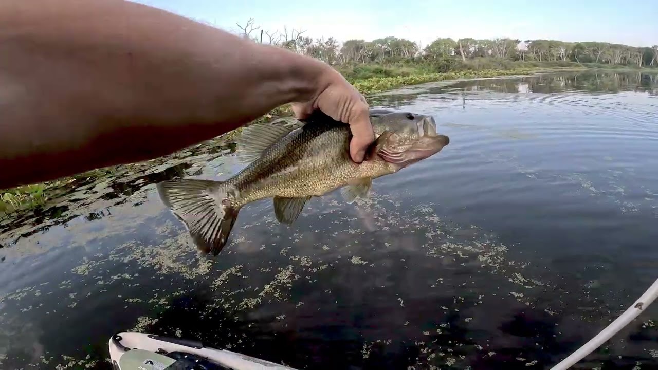 Bass fishing Michigan (Flipping and Froggin)