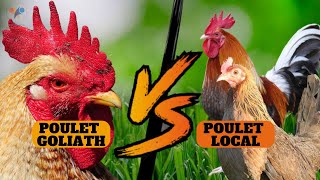 Poulet LOCAL  VS  Poulet GOLIATH (Qui va GAGNER?) investir dans l'élevage de poulet en Afrique 100%