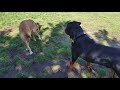 MACHO PLAYING AT THE DOG PARK