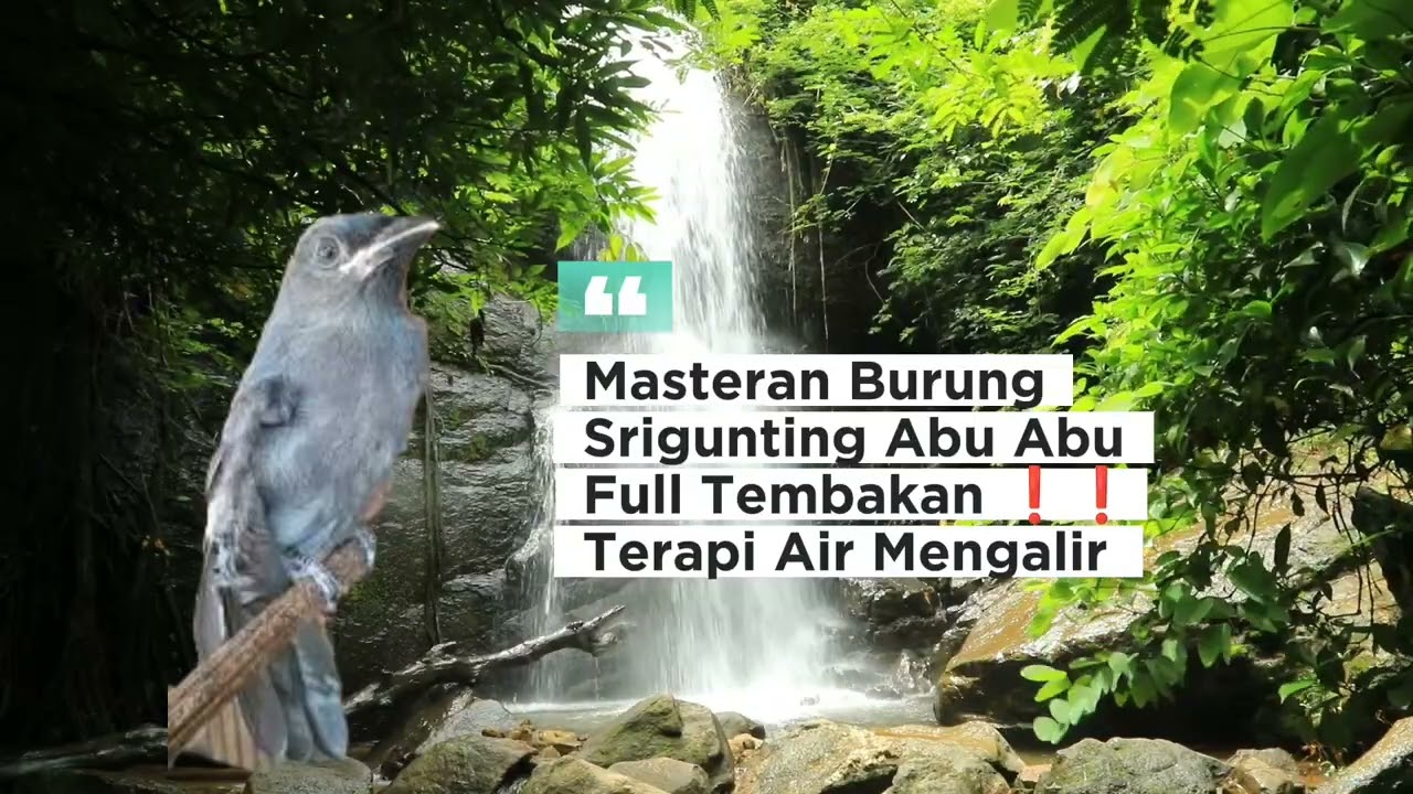 Masteran Burung Sriguting Abu2 Full Tembakan ❗❗💯 #masteranburung #sriguntingabuabugacor  