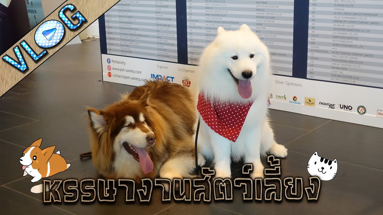งานแสดงสินค้า VLOG#1 น้องดรีมพาป่วนงาน Pet Variety เมืองทอง