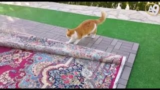 Adnan Oktarın Kedisi Sarmanın Bahçedeki Halıyla Maceraları