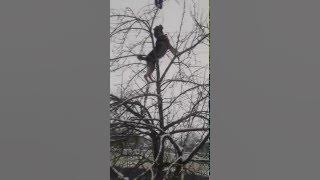 09 01 2016  Мой верный пёс