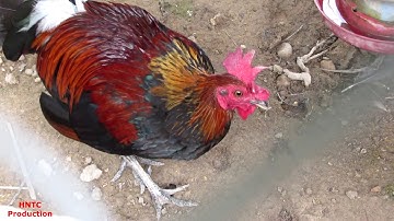 Me nyuam ntshuag qaib dib zoo nkauj