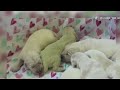 Florida Puppy Golden Retriever born temporarily key lime green color