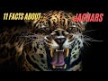 11 Facts About Jaguars You Never Knew