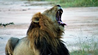 Lions of Kruger National Park | South Africa