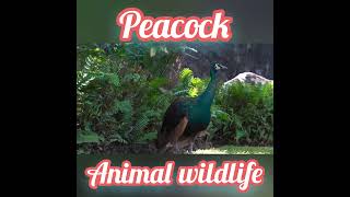 Famous #beautifulpeacocks #peacock Net Worth