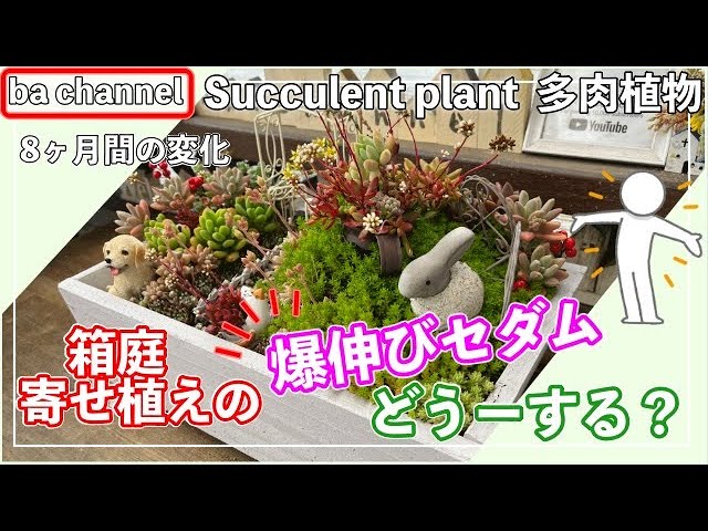 322{多肉植物} 爆伸びのセダム🌳ど～する？🙄箱庭・寄せ植え【多肉事