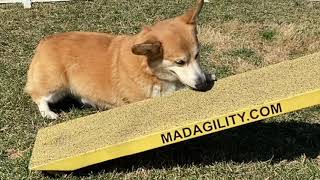 Dog Afraid of Agility Teeter  Stress Signals  Seesaw Rehab