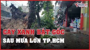 TP.HCM: Cây cổ thụ bật gốc, đổ ra đường vì mưa lớn | Vietnamnet