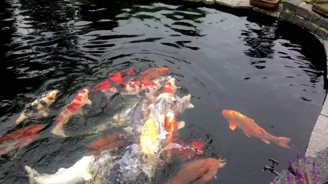 How Often Should You Feed Koi Carp How Often Should You Feed Koi Carp