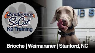 Weimaraner Dog Training | Brioche | Stanford