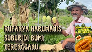 Berpuluh tahun sangka Harumanis hanya di Perlis...rupanya!