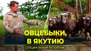 Ямальские овцебыки отправились в природный парк на Колыме