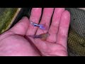 HB Blue Koi Short ribbon finC