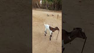 Cute baby goat