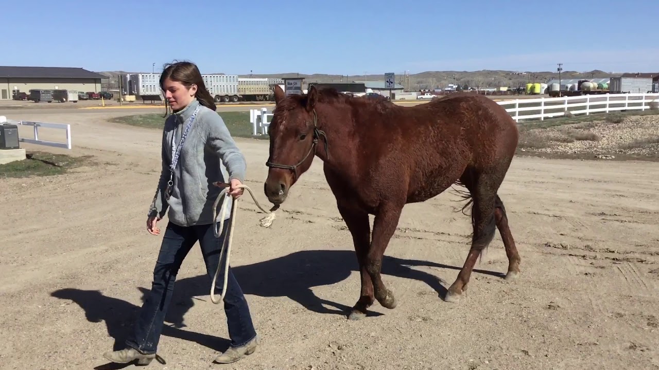 Little Beep Loads In The Trailer Like A Champ!