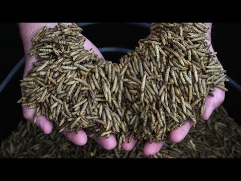 camera iphone 8 plus apk This dead hog turns into a pile of maggots!!! 🤮🤮🤢
