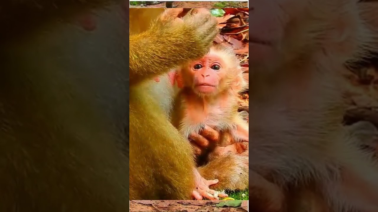 Mom Luna Is Very Tired After Giving Birth To Her New Baby | Real Monkey Life 
