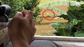MULTISHOT SIDELEVER WOODSTOCK CAL 177 ACCURACY TEST AT 60METERS