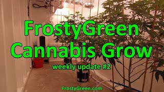Cannabis Grow weekly #2 - Frosty Green