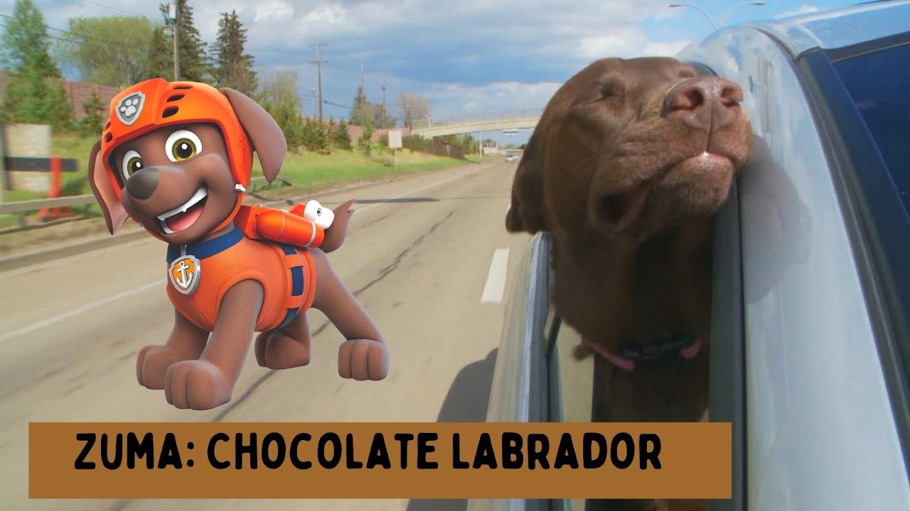 Every Dog Breed In paw patrol 