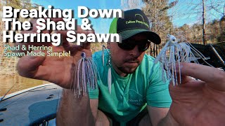 Shad and Blue Back Herring Spawn Made Simple (No Sonar, No Problem)