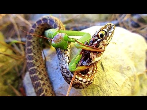 Video: Miedo A Los Insectos, Mariposas Y Serpientes: Peculiaridades Ocultas Del Miedo A La Muerte