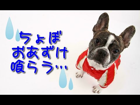 フレンチブルドッグ ちょぼ ドッグカフェでおあずけ喰らう French Bulldog Shorts Youtube