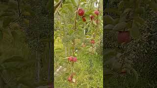 Amazing apple plants my village ghowari Manjar viralvideo #apple #Manjar ##ghowari #plants