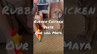 😂 Rubber Chicken VS Our Dog Maya!! 😆