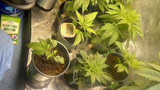 week 4  seeds are growing  #instagram #hightimes